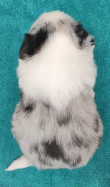 Rasowy pies bluemerle Border Collie z pełną dok. przebadani 4