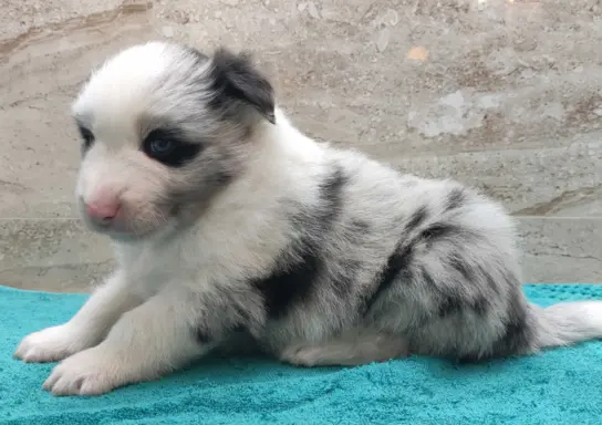 Rasowy pies bluemerle Border Collie z pełną dok. przebadani 3