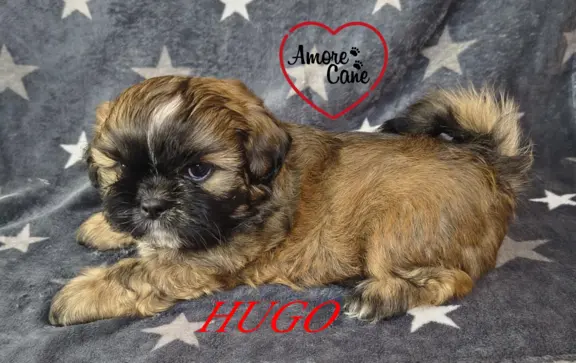 Przepiękny piesek shih tzu. 2