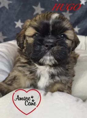 Przepiękny piesek shih tzu. 3