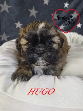 Przepiękny piesek shih tzu. 4