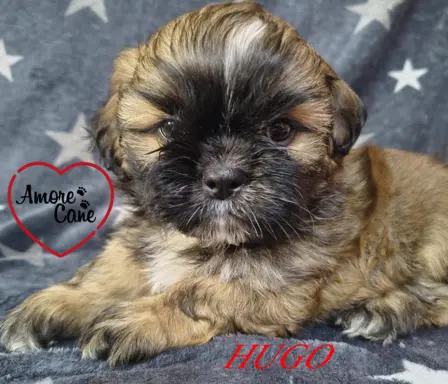 Przepiękny piesek shih tzu. 1