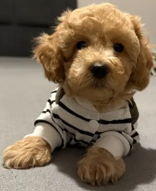 Maltipoo F1b Poznań 1