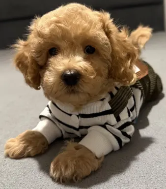 Maltipoo F1b Poznań 4