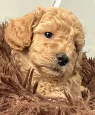 Maltipoo F1b Poznań 2