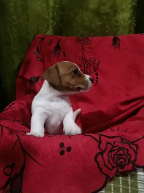 Wzorcowe Jack Russell terrier piękny exterrier gładkie 1