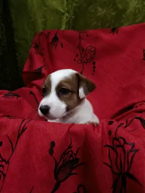 Wzorcowe Jack Russell terrier piękny exterrier gładkie 3