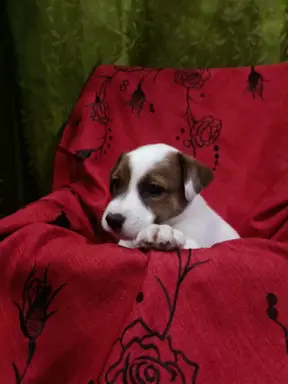 Wzorcowe Jack Russell terrier piękny exterrier gładkie 5