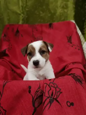 Wzorcowe Jack Russell terrier piękny exterrier gładkie 6