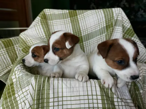 Wzorcowe Jack Russell terrier piękny exterrier gładkie 7