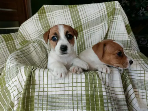 Wzorcowe Jack Russell terrier piękny exterrier gładkie 8