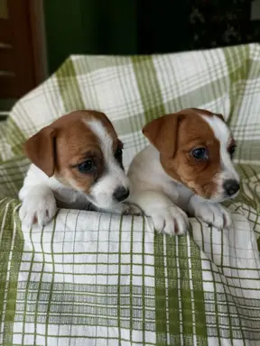 Wzorcowe Jack Russell terrier piękny exterrier gładkie 9