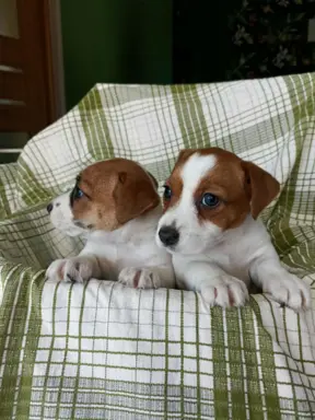 Wzorcowe Jack Russell terrier piękny exterrier gładkie 10