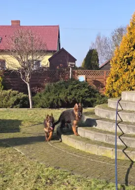 Owczarek Niemiecki Długowłosy szczenięta 3