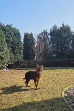 Owczarek Niemiecki Długowłosy szczenięta 1