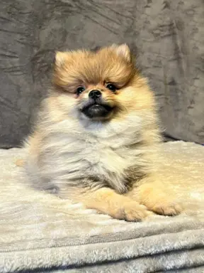 Szpic miniaturowy, Pomeranian - ORANGE 5