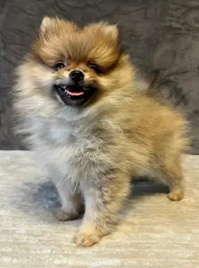 Szpic miniaturowy, Pomeranian - ORANGE 4