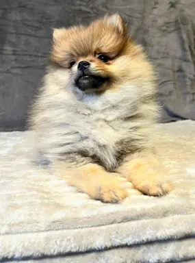 Szpic miniaturowy, Pomeranian - ORANGE 7