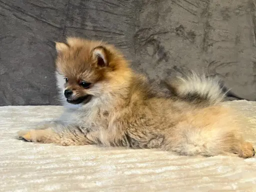 Szpic miniaturowy, Pomeranian - ORANGE 6