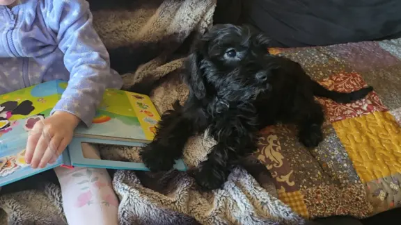 Sznaucer miniaturowy z badaniami genetycznymi 1