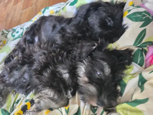 Sznaucer miniaturowy z badaniami genetycznymi 4