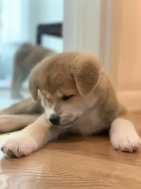 czerwona suczka Akita Inu / Sprytna Miss Ninja FCI szczeniak 2