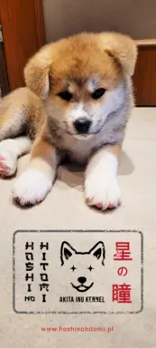 czerwona suczka Akita Inu / Sprytna Miss Ninja FCI szczeniak 3