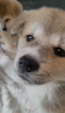 czerwona suczka Akita Inu / Sprytna Miss Ninja FCI szczeniak 4