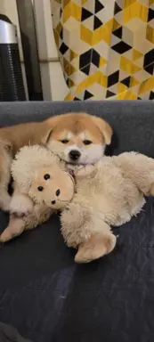 czerwona suczka Akita Inu / Sprytna Miss Ninja FCI szczeniak 1