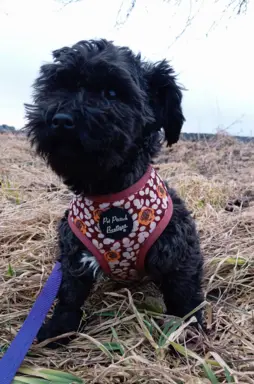 Ice Man piesek rasy Rosyjska Bolonka Kolorowa 1