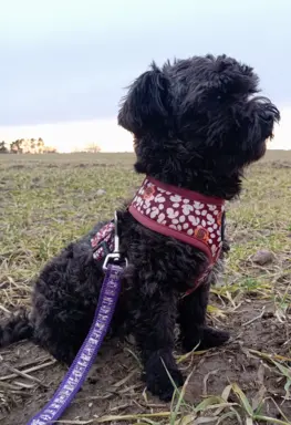 Ice Man piesek rasy Rosyjska Bolonka Kolorowa 2