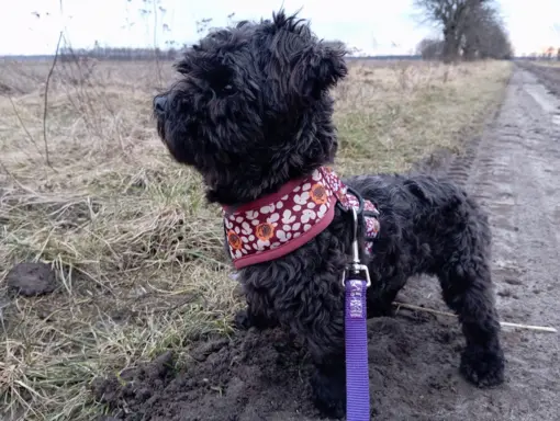Ice Man piesek rasy Rosyjska Bolonka Kolorowa 3