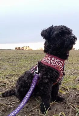 Ice Man piesek rasy Rosyjska Bolonka Kolorowa 4