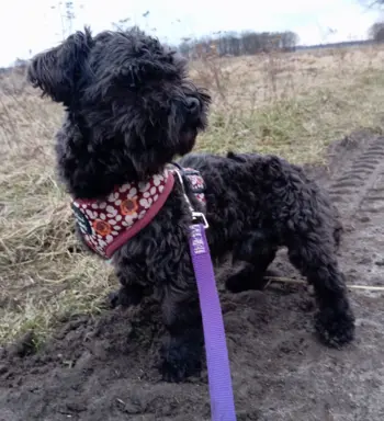 Ice Man piesek rasy Rosyjska Bolonka Kolorowa 5