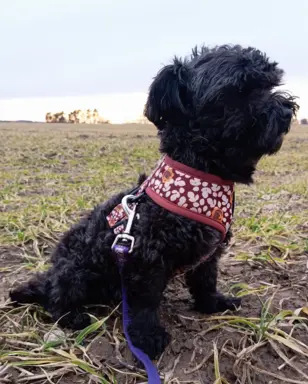 Ice Man piesek rasy Rosyjska Bolonka Kolorowa 7