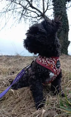 Ice Man piesek rasy Rosyjska Bolonka Kolorowa 9