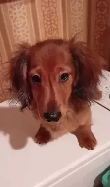 Jamniczek miniaturowy długowłosy 2