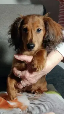 Jamniczek miniaturowy długowłosy 3