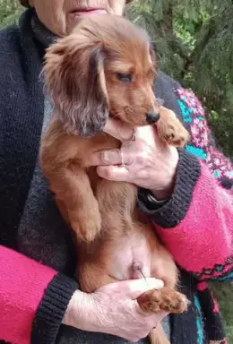 Jamniczek miniaturowy długowłosy 1