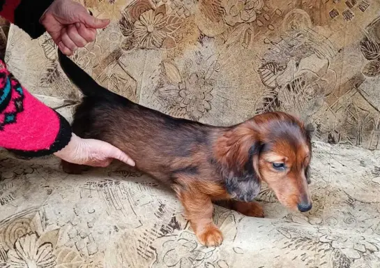 Jamniczek miniaturowy długowłosy 5