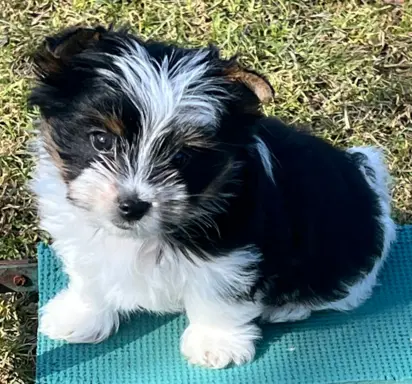 Biewer Yorkshire Teriier 1