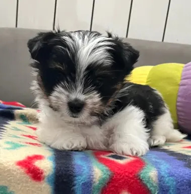 Biewer Yorkshire Teriier 2