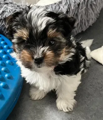 Biewer Yorkshire Teriier 3