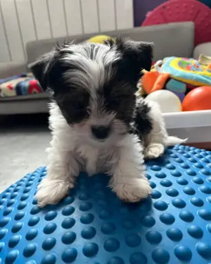 Biewer Yorkshire Teriier 4