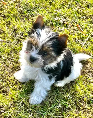 Biewer Yorkshire Teriier 5