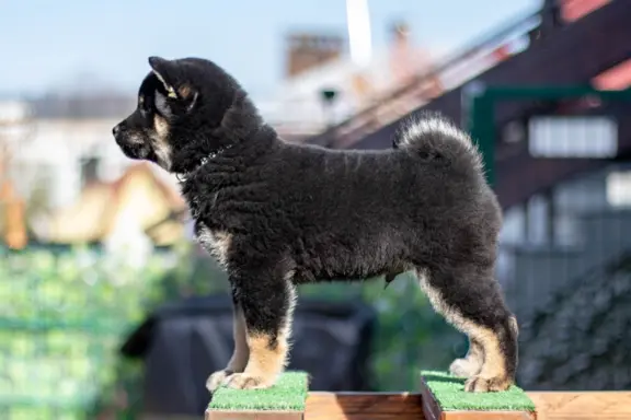 Czarny podpalany samiec Shiba Inu 2