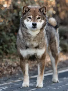 Czarny podpalany samiec Shiba Inu 3