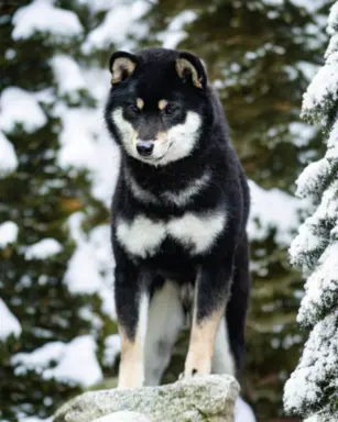 Czarny podpalany samiec Shiba Inu 4