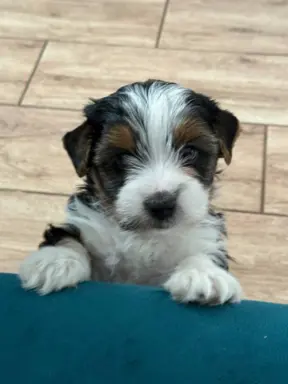 Szczeniaki rasy Yorkshire Terrier Biewer 1