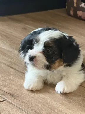 Szczeniaki rasy Yorkshire Terrier Biewer 2